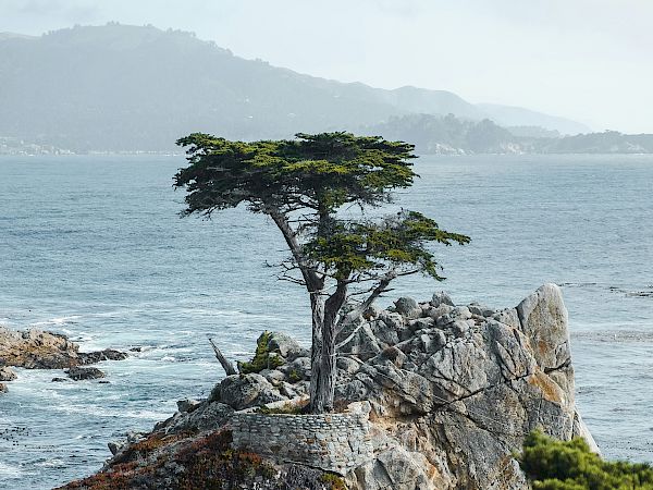 A lone, windswept tree grows atop a rocky promontory overlooking the sea, with rugged cliffs and pine shrubs in the foreground.