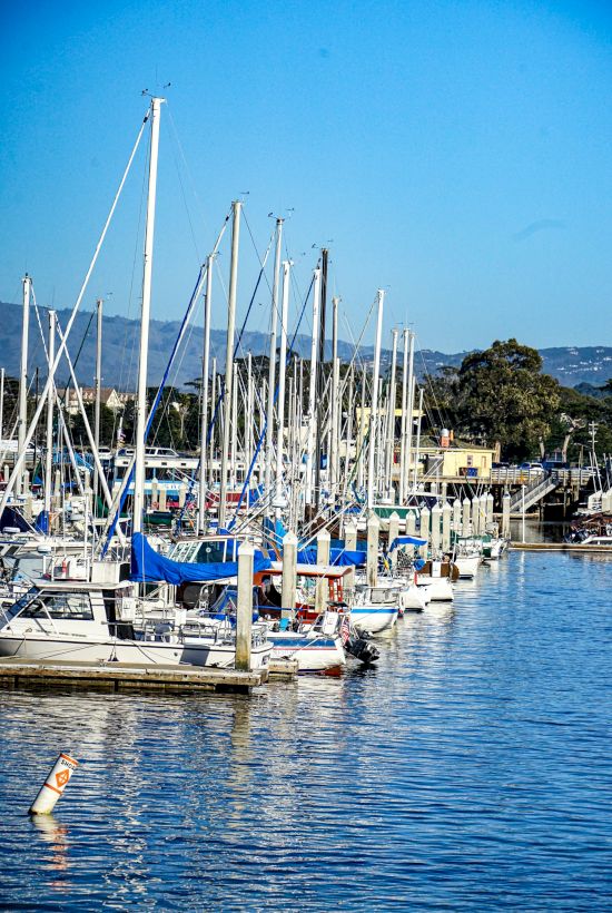 A sunny marina packed with moored sailboats, their tall white masts rising above the dock and reflecting on calm blue water.