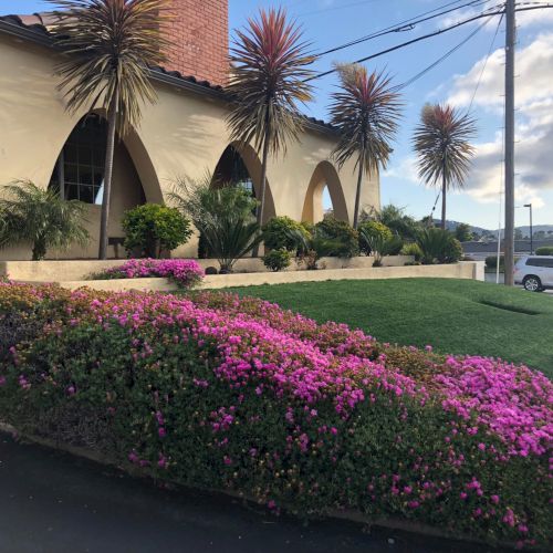 A landscaped entrance with purple flowers, a manicured lawn, and tall palm trees beside a cream building and a parked car.